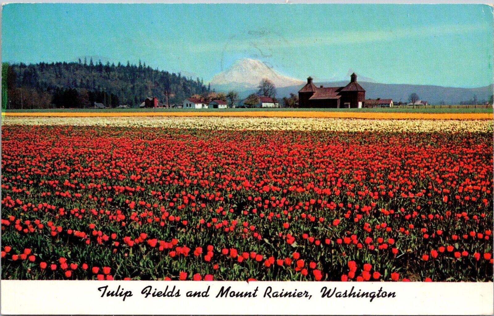 Tulip Fields and Mount Rainier, Yakima WS 1962 - A405