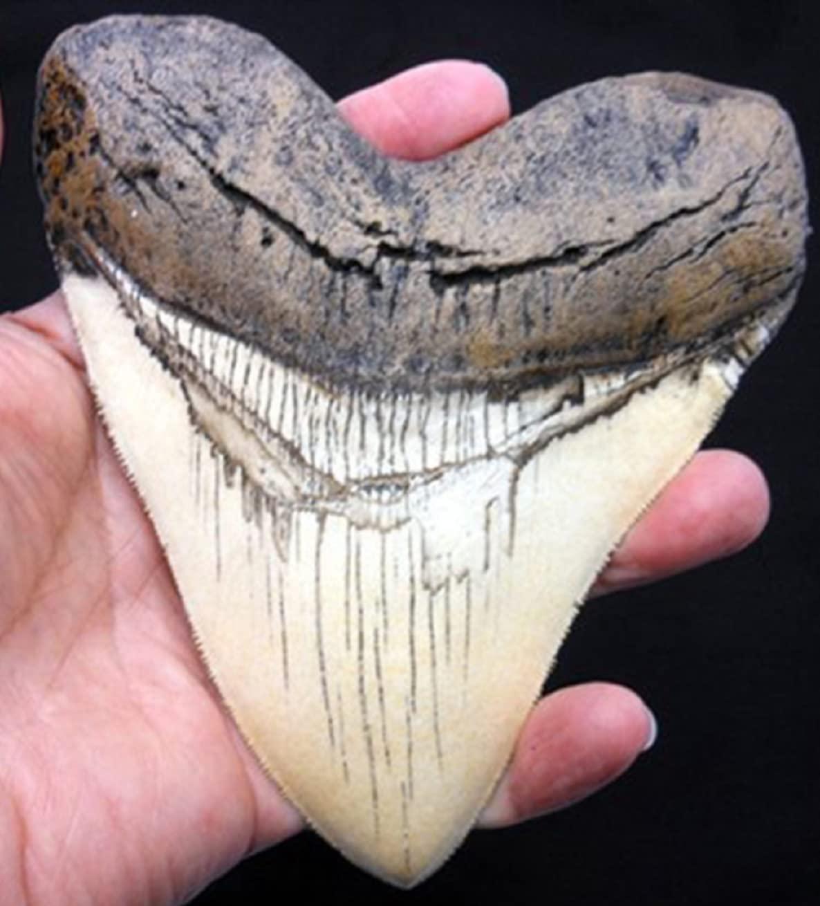 5.5 Inch Megalodon (carcharodon Megalodon) Tooth, Ivory Color with Serrations(re
