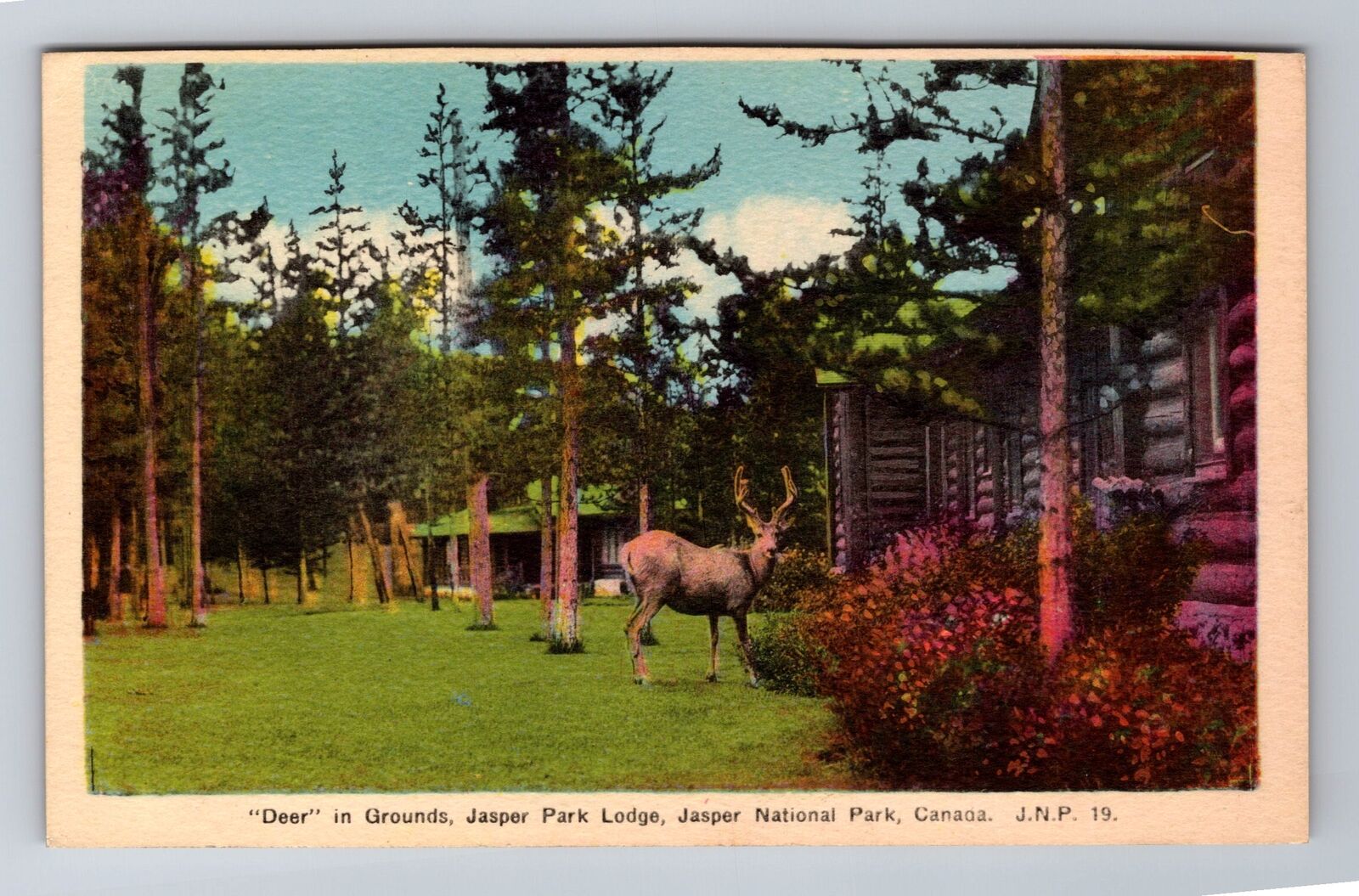 Jasper Alberta-Canada, Deer In Grounds, Park Lodge, Antique, Vintage Postcard