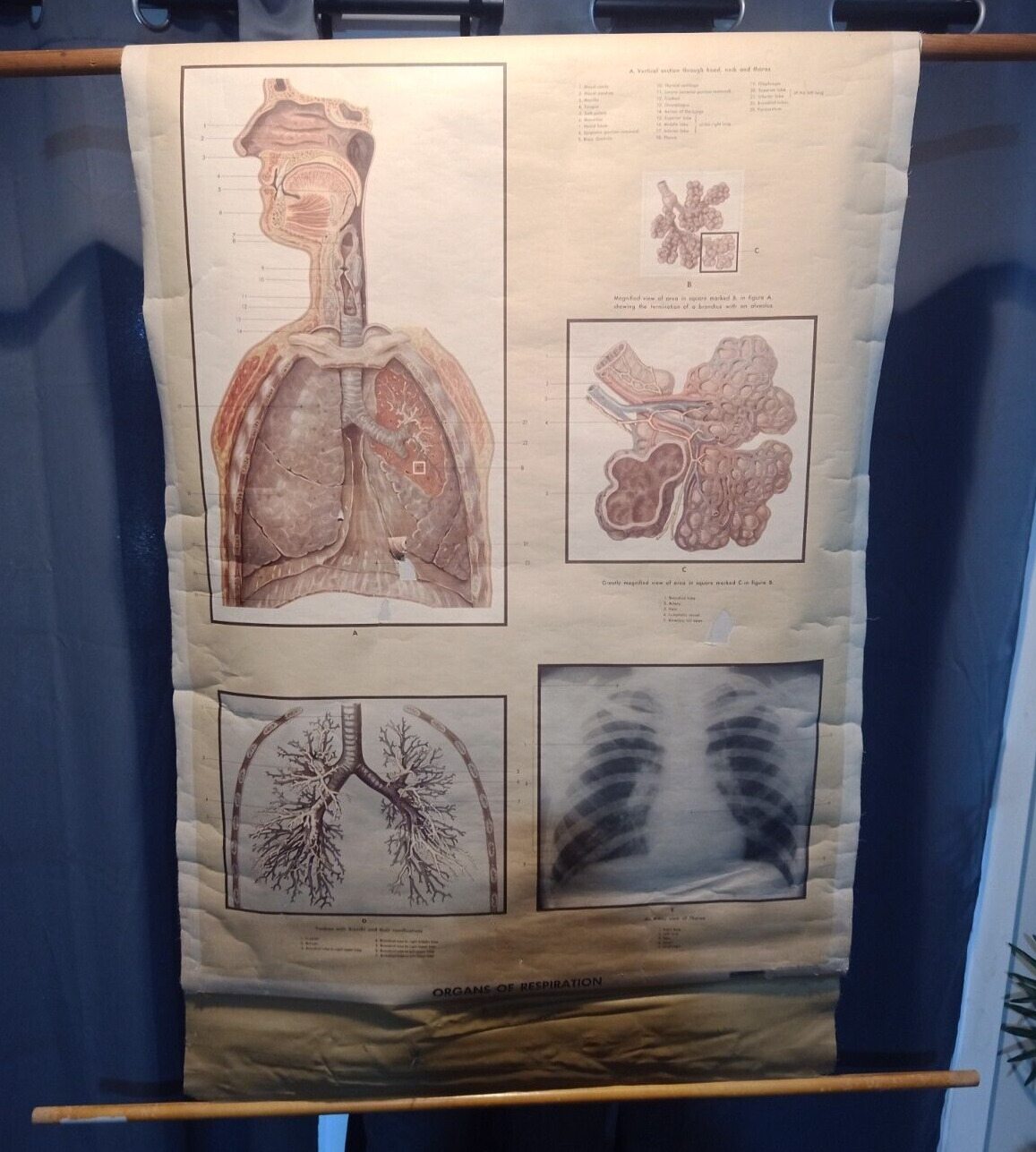 Vintage 1954 Denoyer Geppert Anatomy Chart - Organs of Respiration - 41570