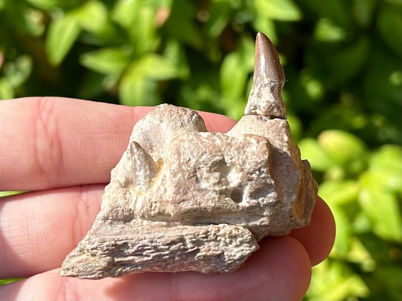 SUPERB Alabama Fossil Mosasaur Jaw with Two Teeth Cretaceous Age Dinosaur Tooth