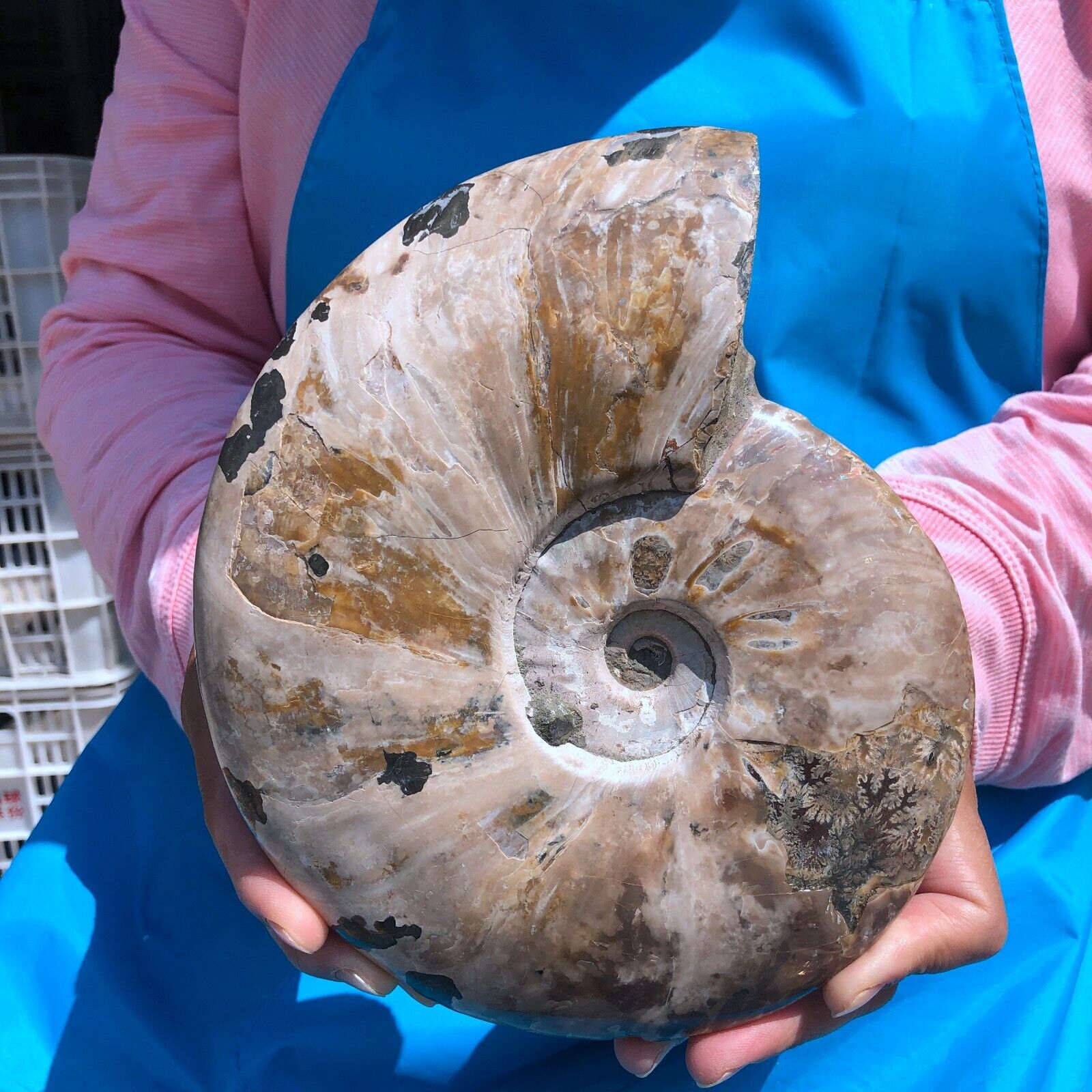 3.85LB Natural conch Fossil slice Sea Conch Crystal Mineral Specimen 1448
