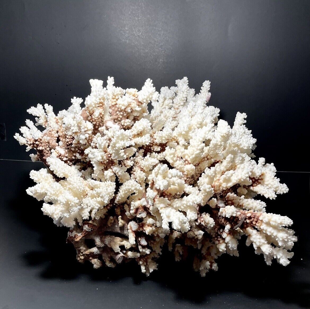 Brownstem Coral 16”x16”x15” (20 lbs)