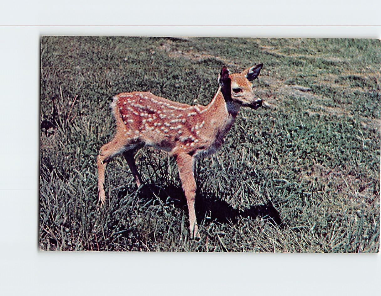 Postcard Fawn in the Woods Kenora Ontario Canada