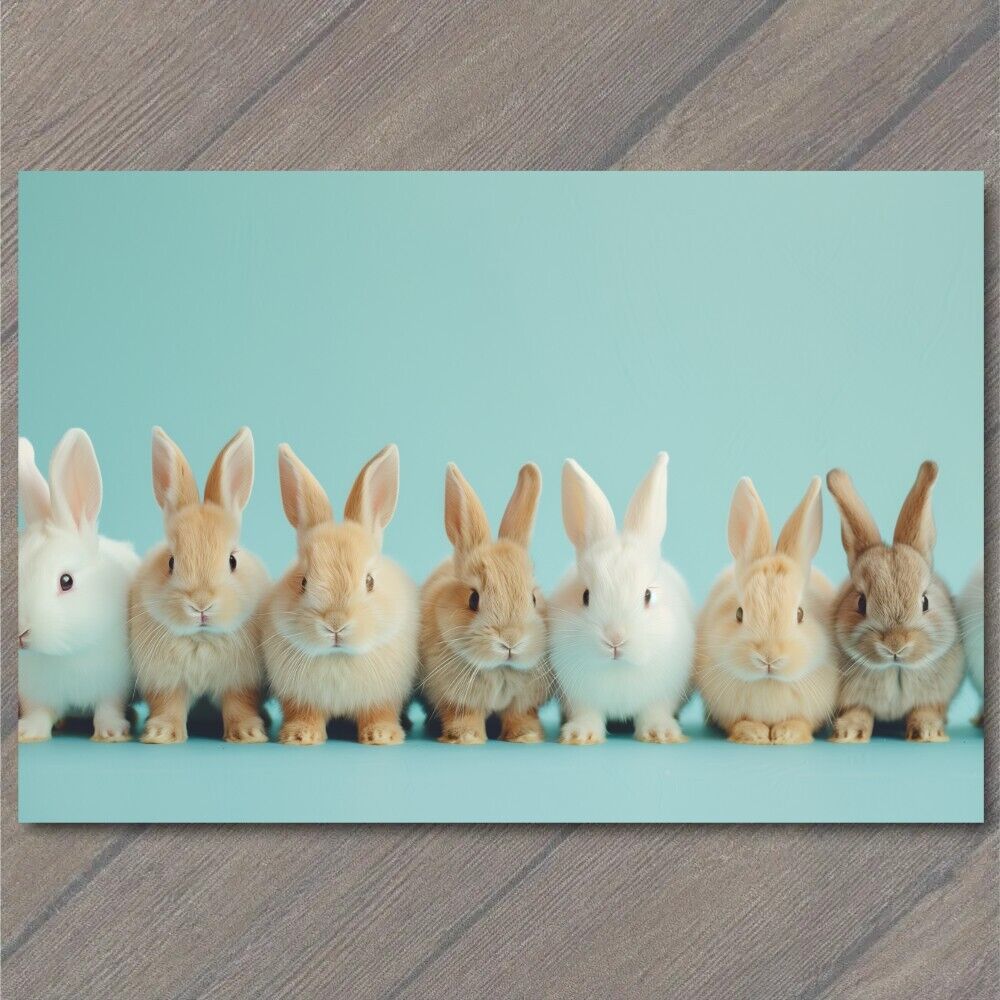POSTCARD Rabbit Bunnies Posing Line Funny Hare Pure Cuteness Adorable Studio