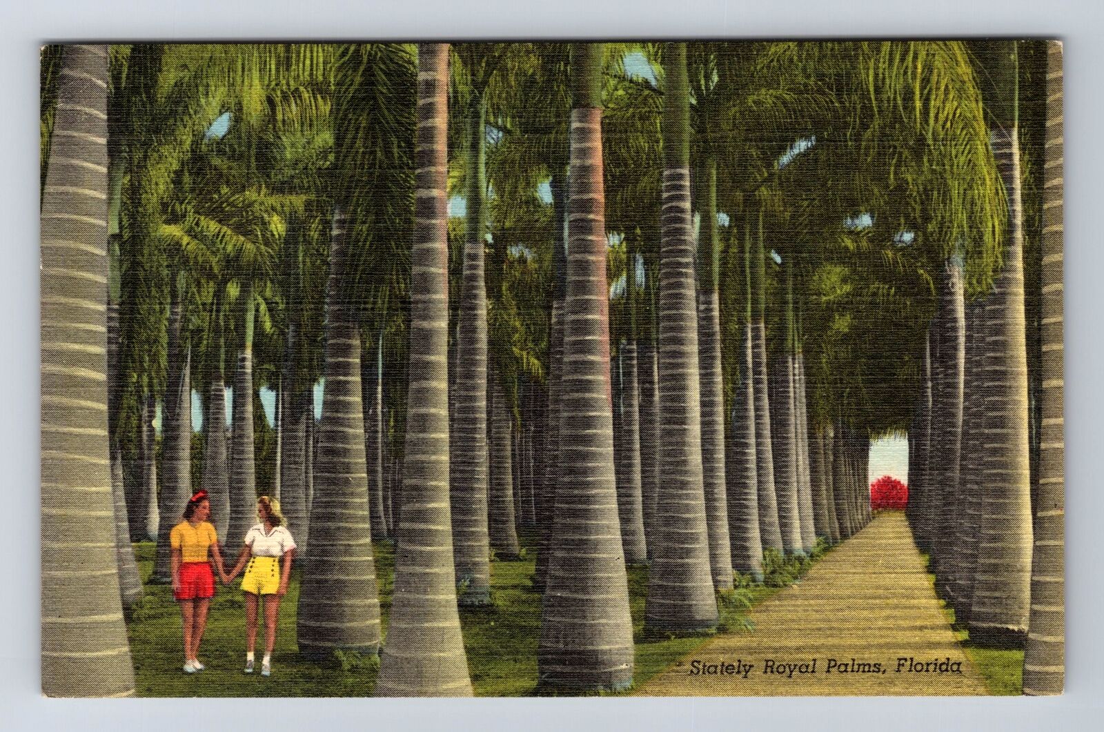 Stately Royal Palms In Florida, Antique, Vintage Souvenir Postcard