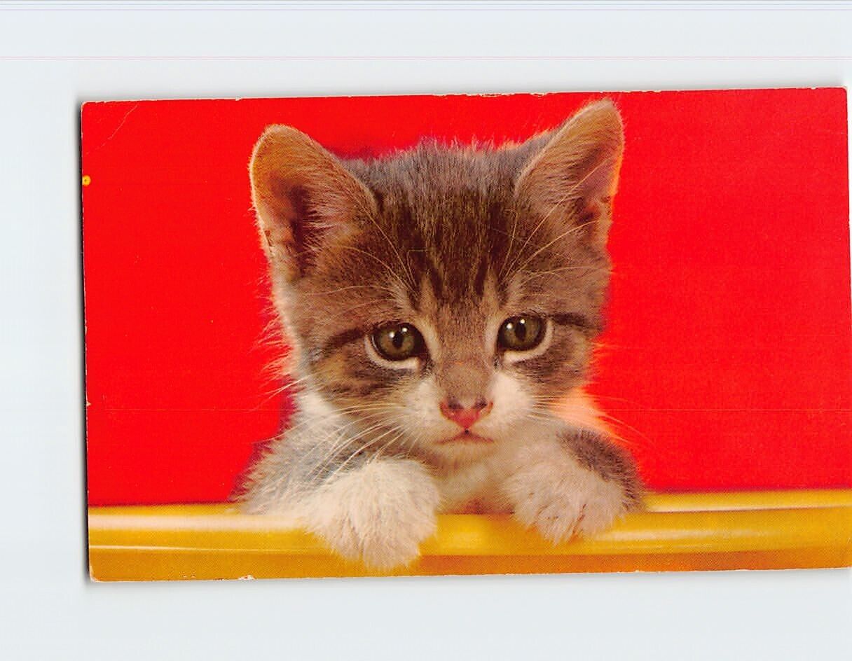 Postcard Close Up Photo of A Cute Kitten