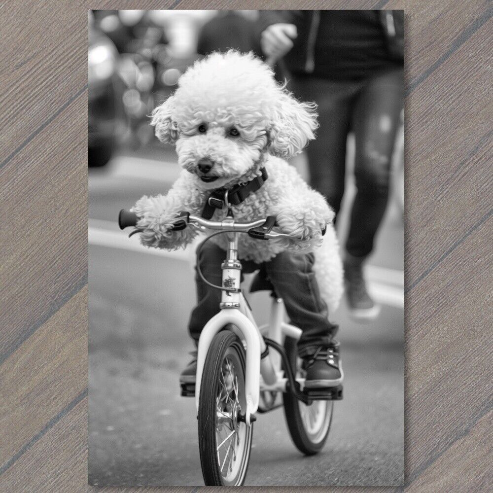 POSTCARD White Poodle Riding Bike Bicycle Funny Cute Strange Dog Weird Puppy Fun