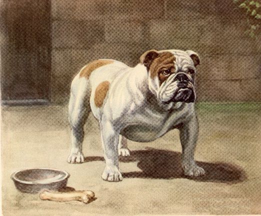 English Bulldog - CUSTOM MATTED - Dog Art Print - Megargee