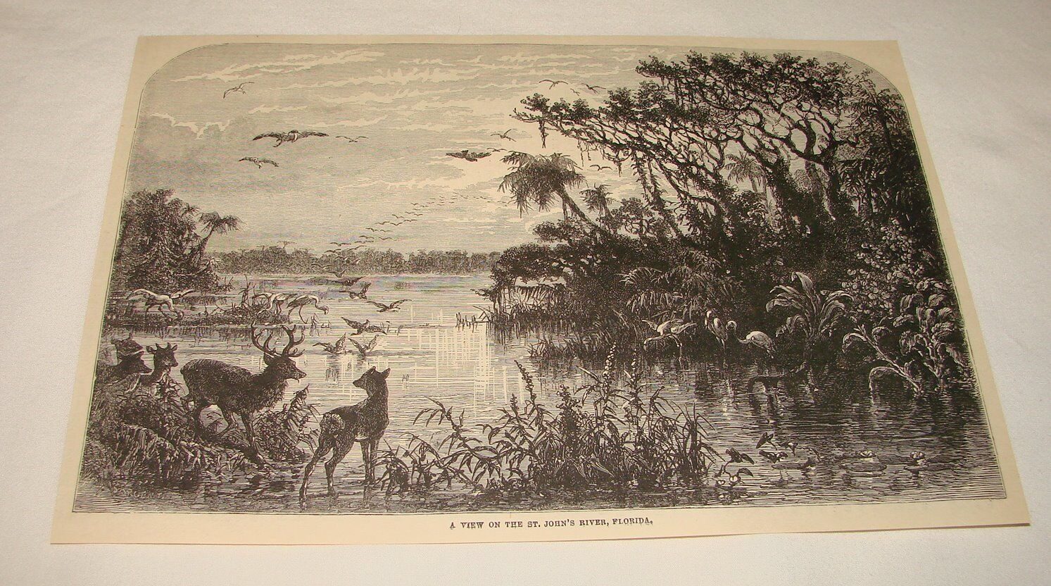 1880 magazine engraving ~ A VIEW ON ST JOHN'S RIVER, Florida