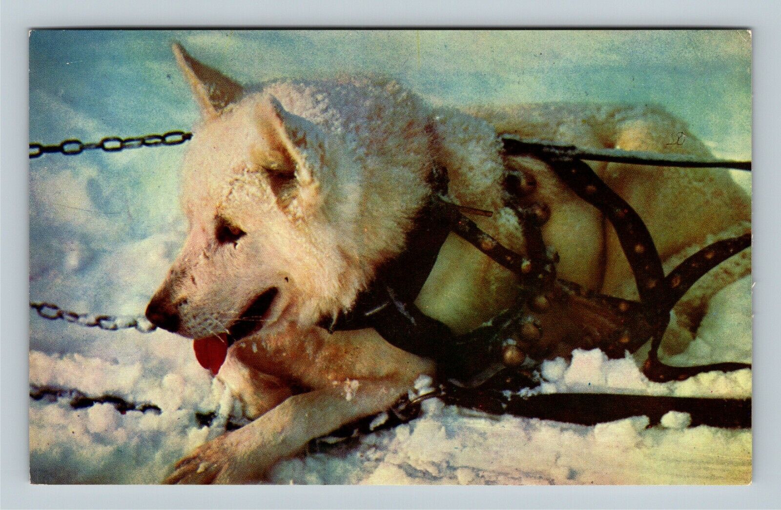Alaskan Sled Dog,  Alaska c1960 Vintage Postcard