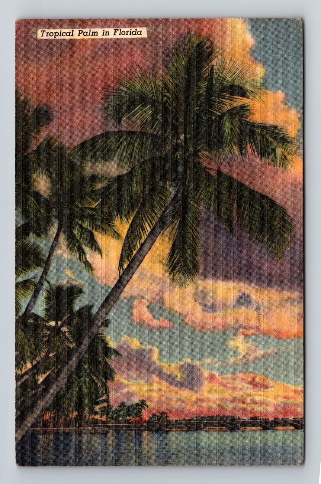 FL- Florida, Tropical Palm, Antique, Vintage c1946 Postcard