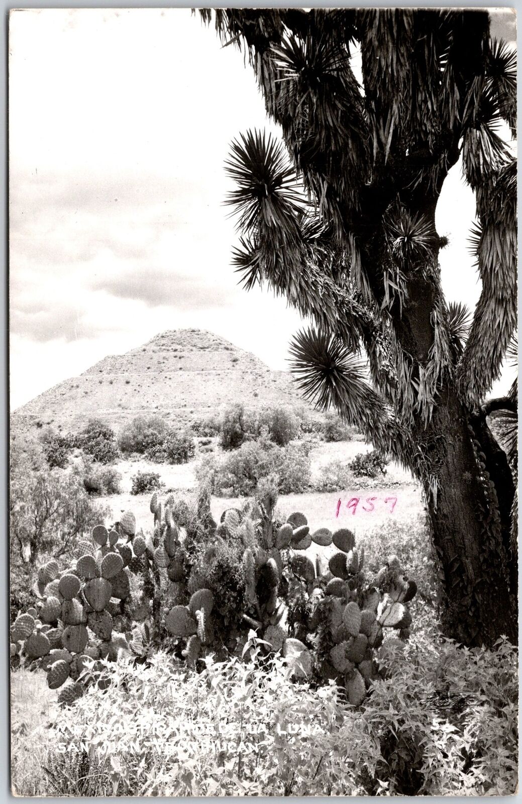 1957 Mexico Piramide Cua Luna San Juan Giant Cactus Real Photo Posted Postcard