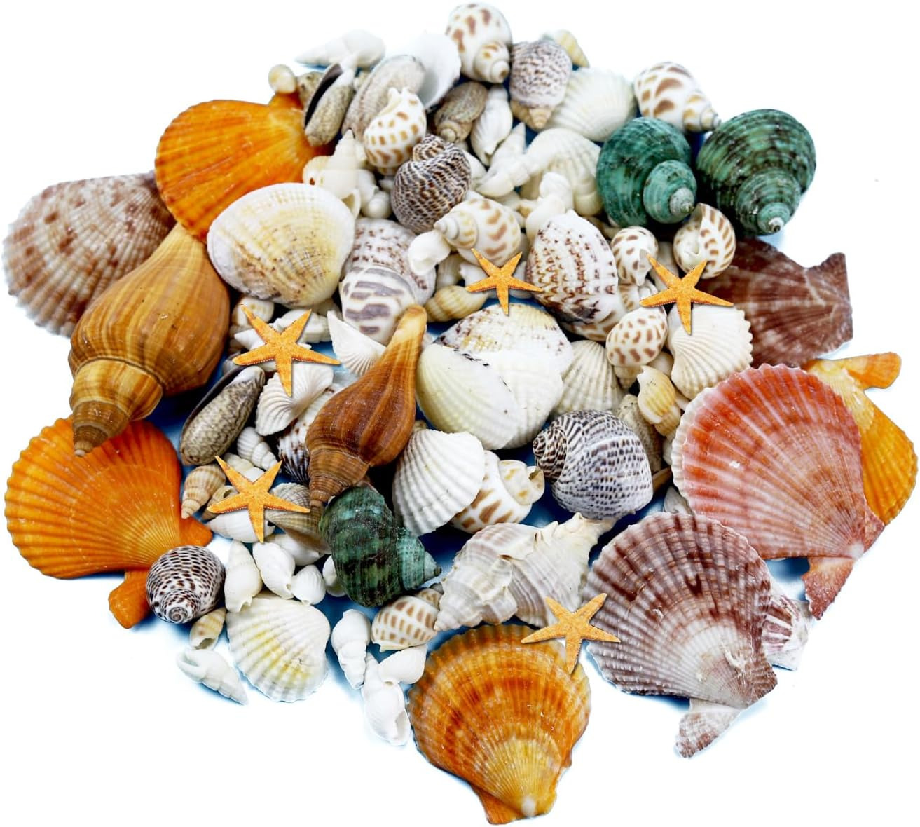 135 PCS Mini Sea Shells Mixed Beach Seashells Starfish, Colorful Various Sizes