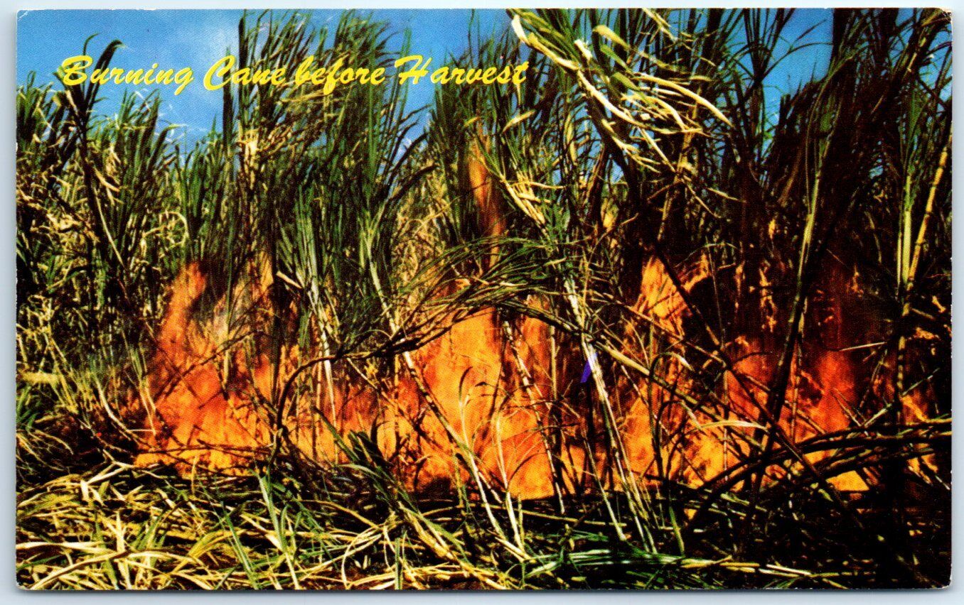 Postcard - Burning Cane before Harvest - Hawaii