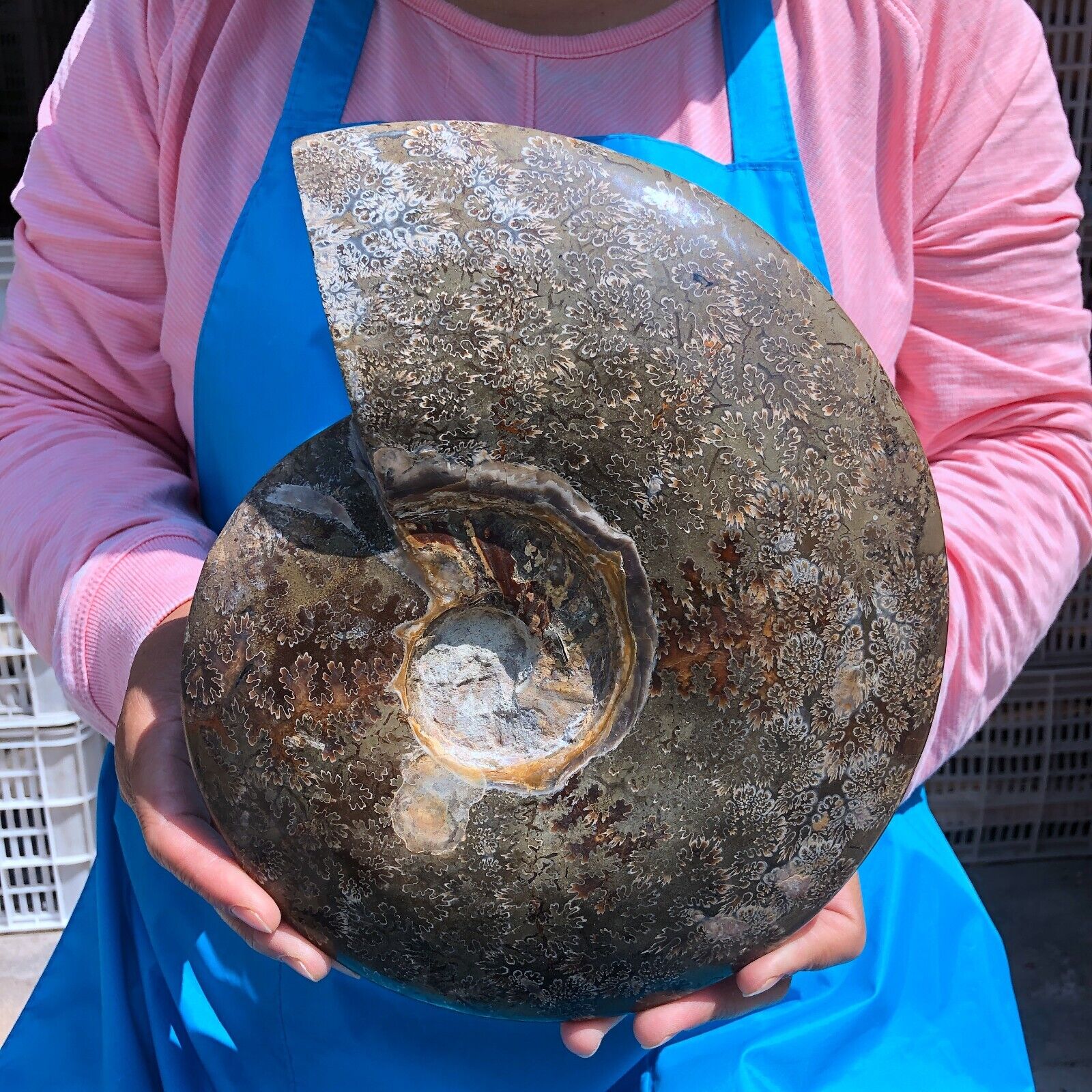 6.99LB Natural conch Fossil slice Sea Conch Crystal Mineral Specimen 1447