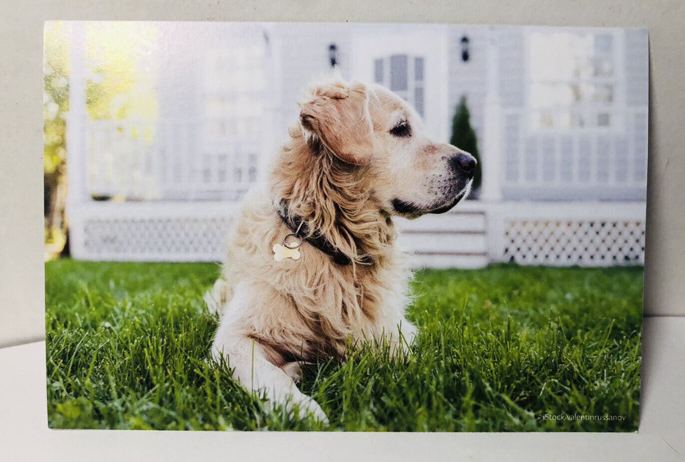 The Doris Day Animal League~ Precious Tan Doggie Vintage Postcard