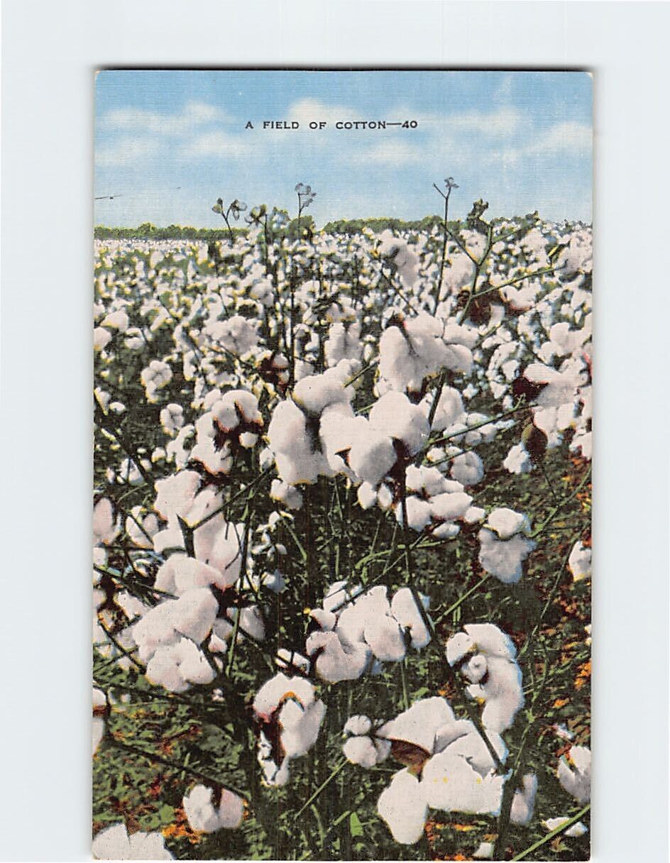 Postcard A Field of Cotton