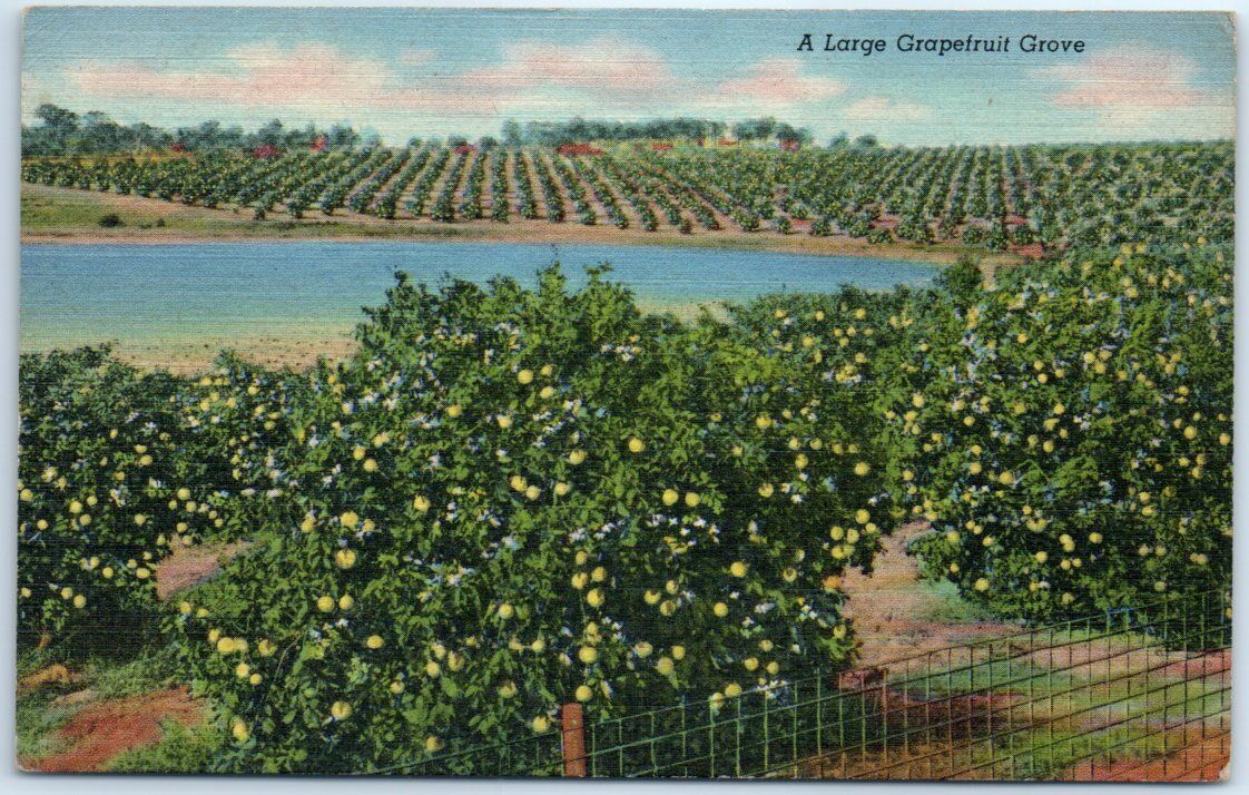 Postcard - A Large Grapefruit Grove