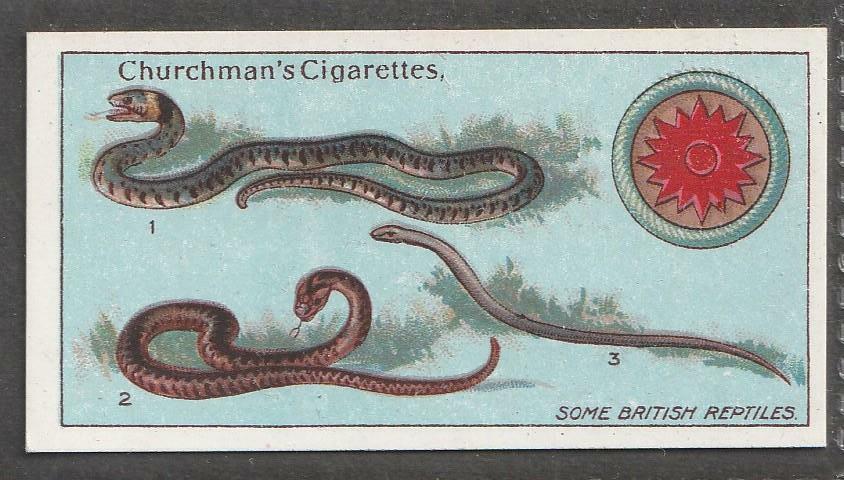 Churchman's Boy Scout card, A Series, 1916, No 31, Some British Reptiles
