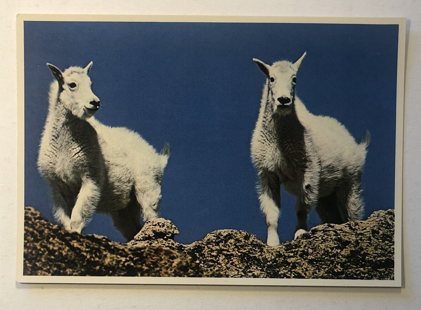 Postcard - Mountain Goats