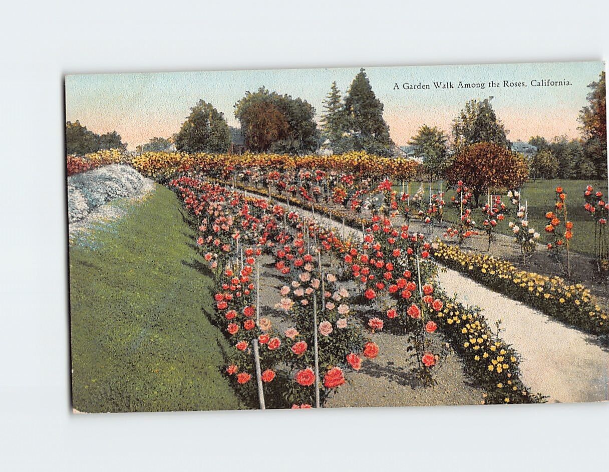 Postcard A Garden Walk Among the Roses California USA