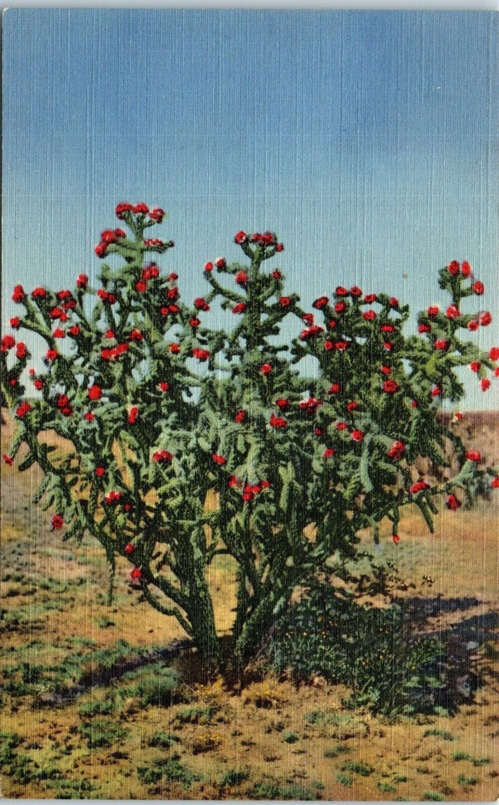 c1940s Linen Postcard Cholla Cactus