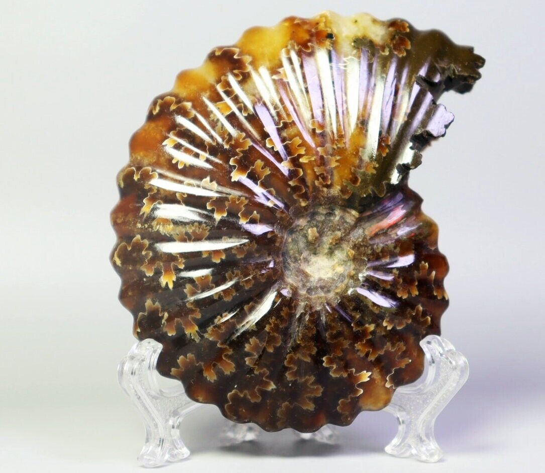 119g Natural Ammonite Shell Fossil Quartz Crystal Stone Mineral Specimen Stand