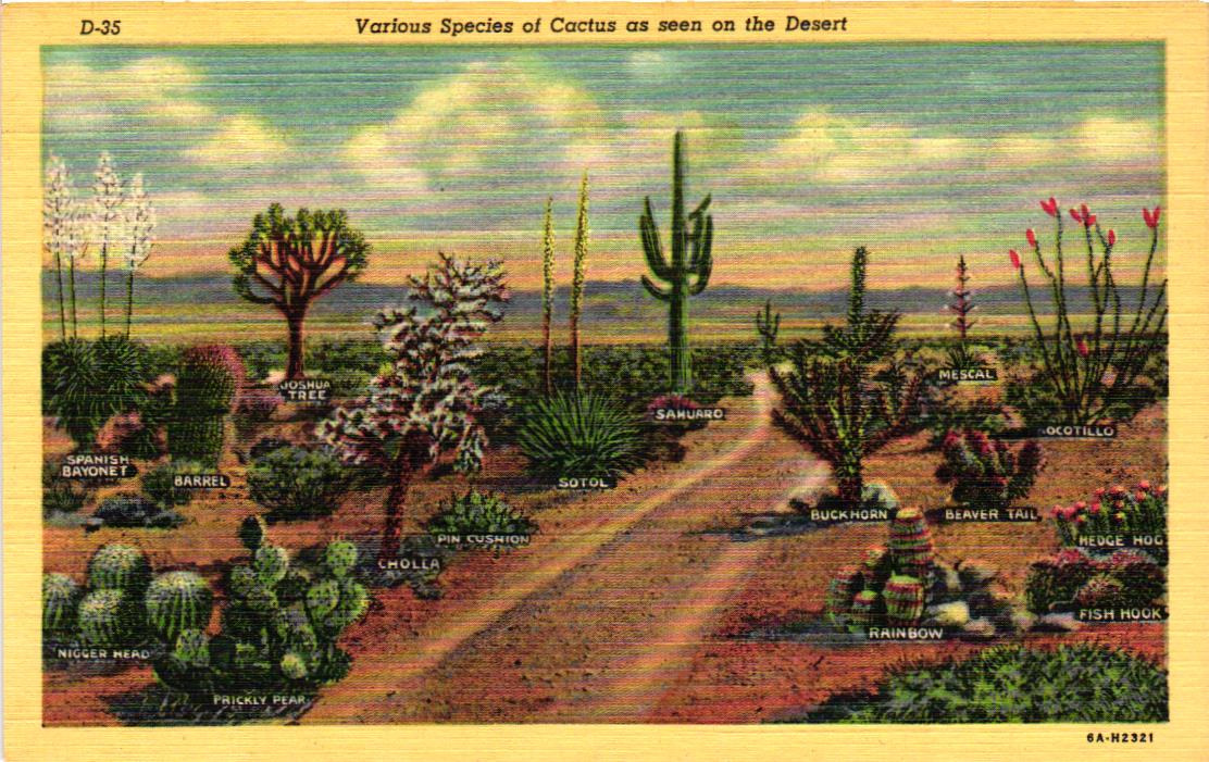 AZ- Arizona, Various Species Of Cactus As Seen On The Desert, Linen Postcard