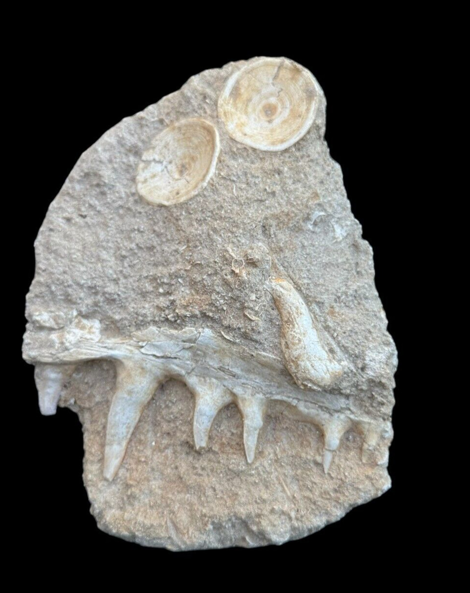 Rare great Enchodus Jaw Fossil associated naturally with vertebraes in matrix