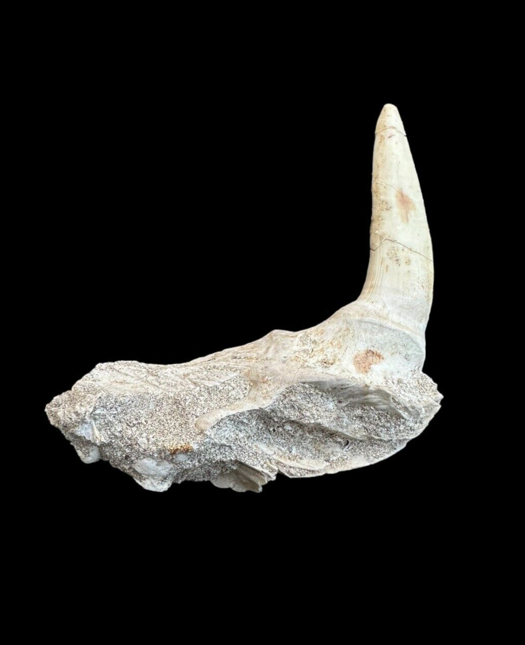 Great Prehistoric Treasure: Top quality Rooted Enchodus Tooth in matrix