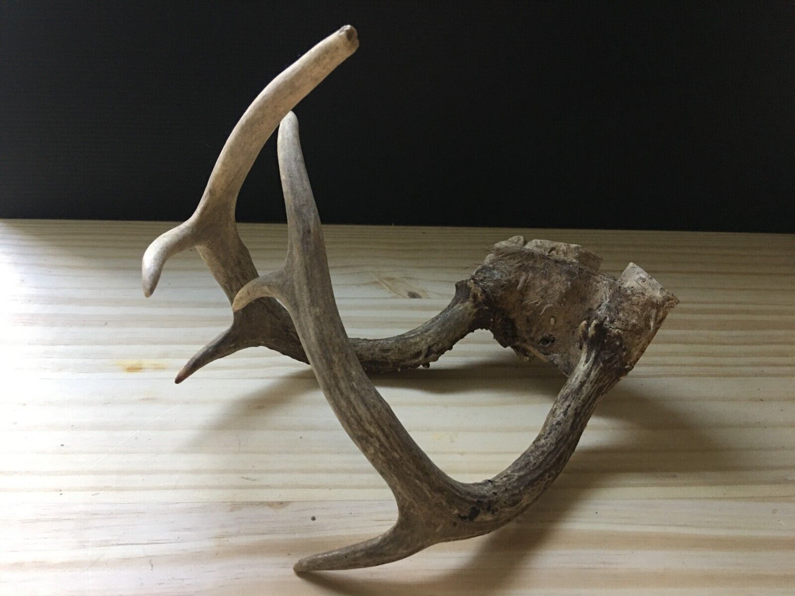 Vintage Pair of Raw Reindeer Antlers Skull Horns Roe Deer for Wall Home Decor