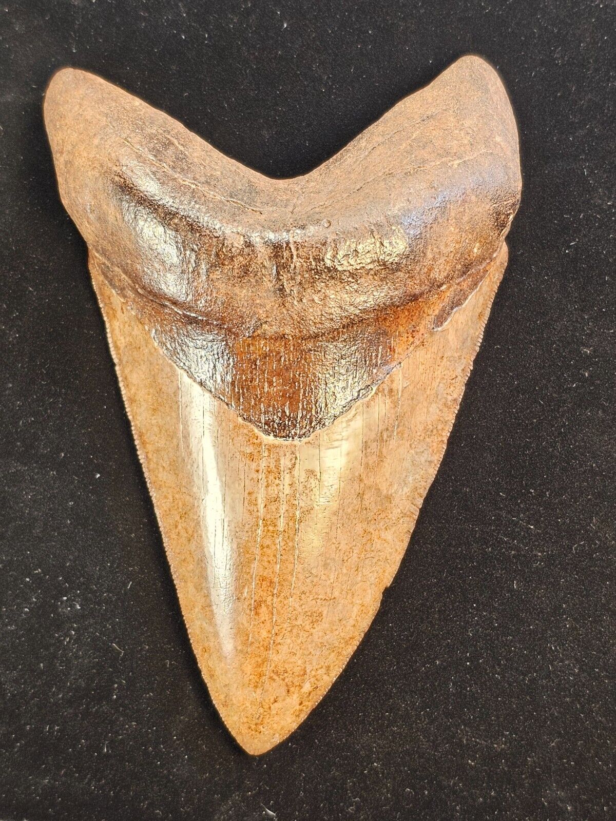 Huge 5.04 inch Collector Quality St Marys River Megalodon fossil tooth.