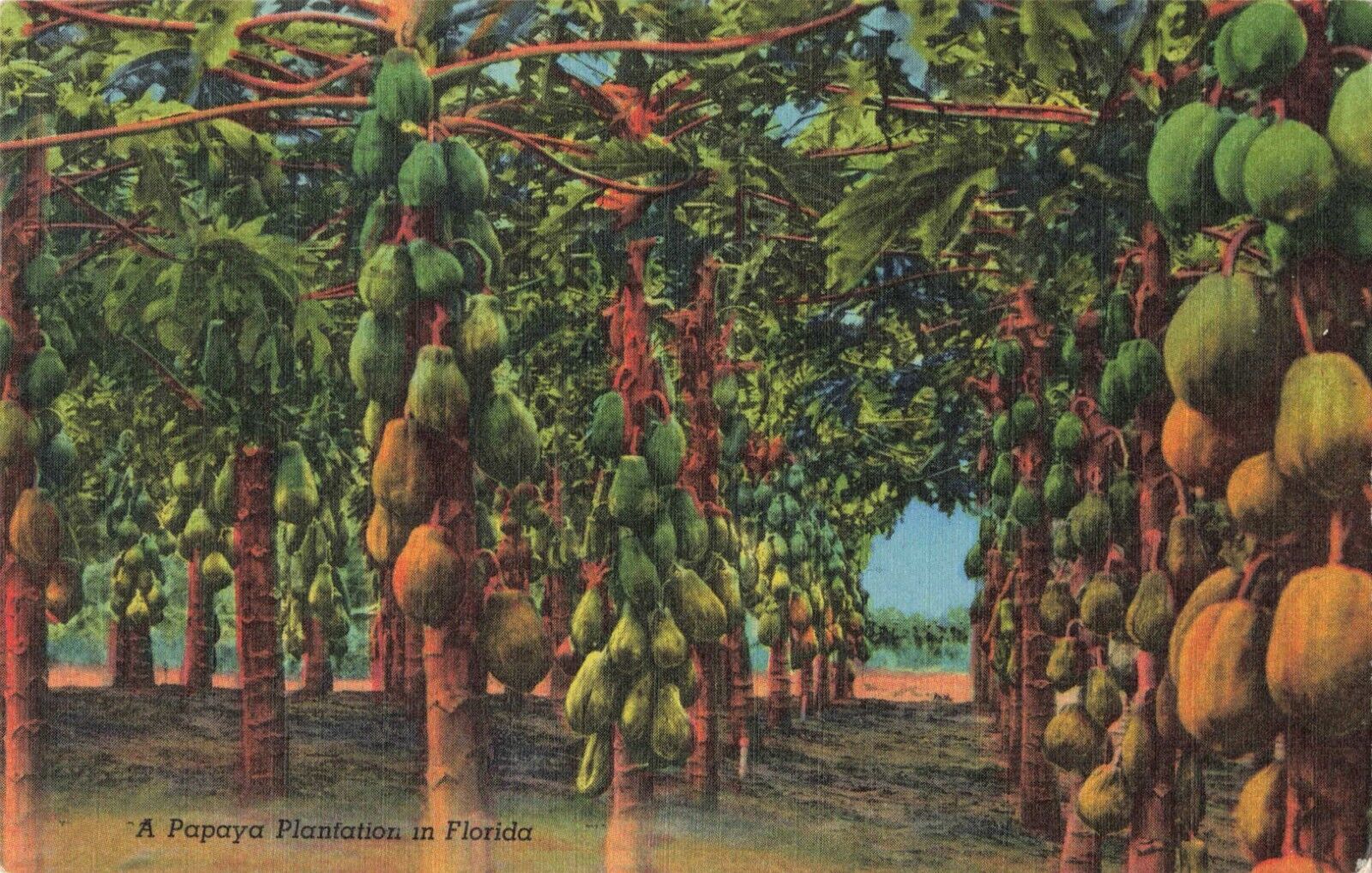 Clermont FL Florida, A Papaya Plantation, Vintage Postcard