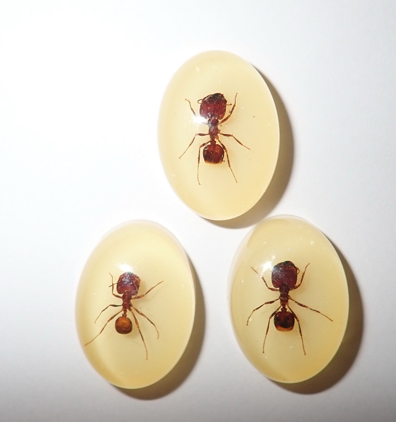 Resin Oval 18x25 mm Cabochon Big-head Ant Amber white bottom 3 pcs Lot