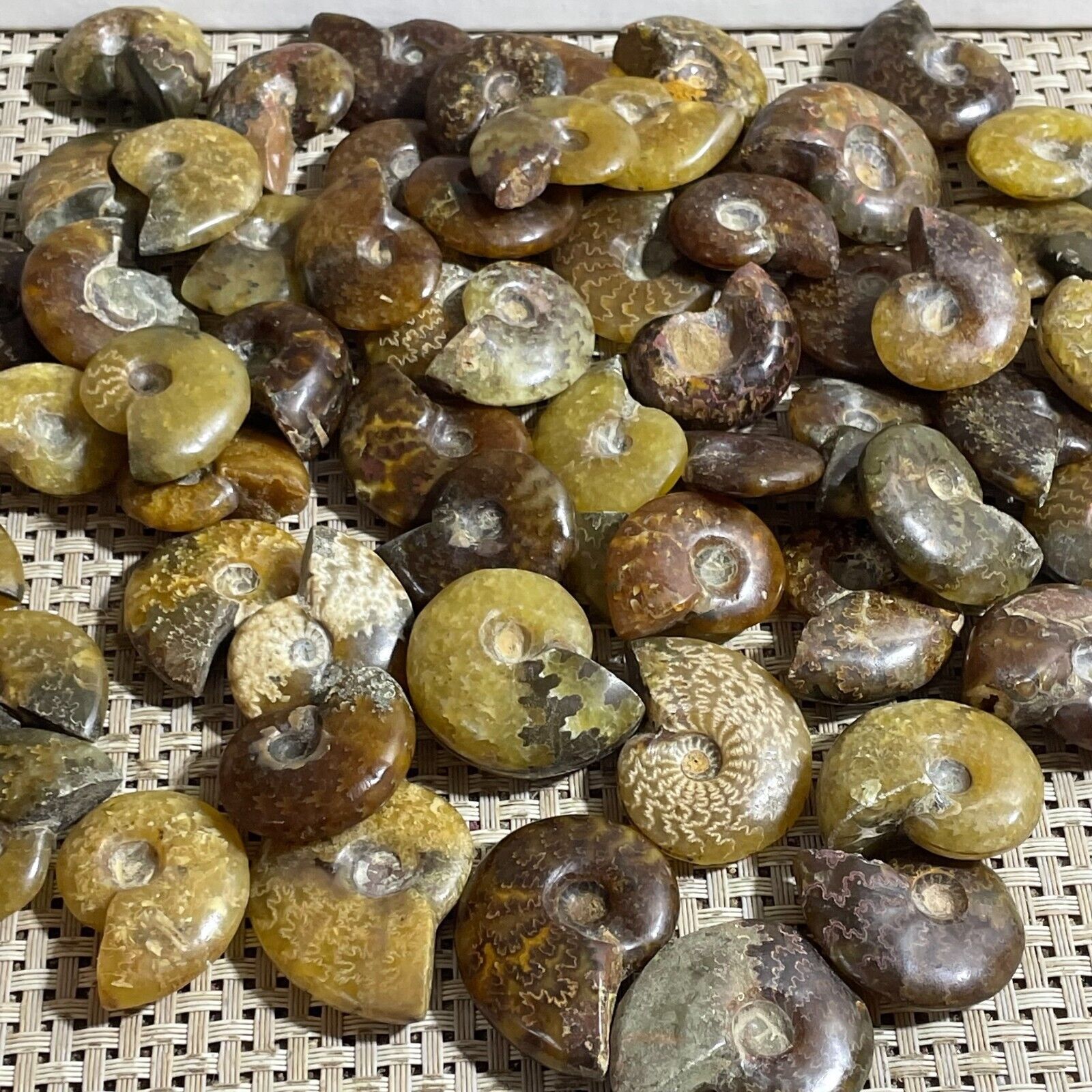 1000g Natural ammonite fossil conch crystal specimen healing