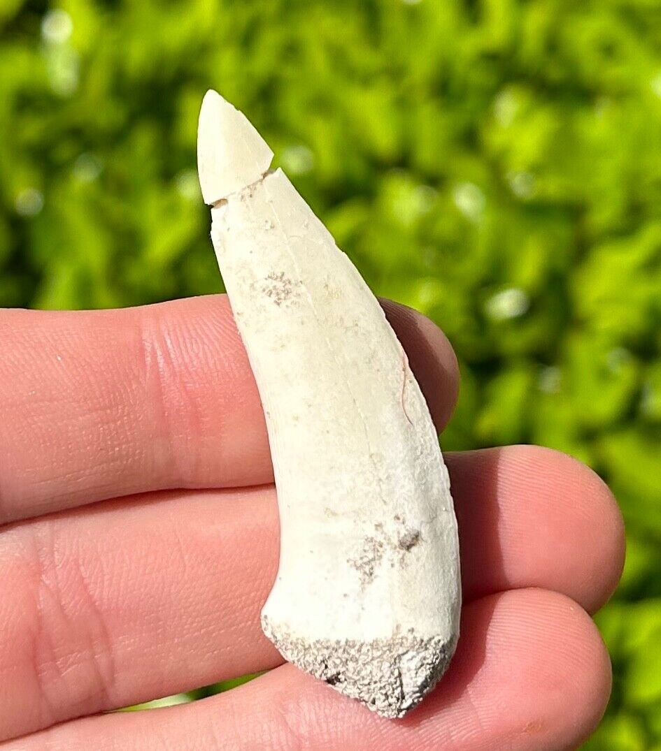 Enchodus Fossil Fish Tooth 2.1” Morocco Cretaceous Dinosaur Age