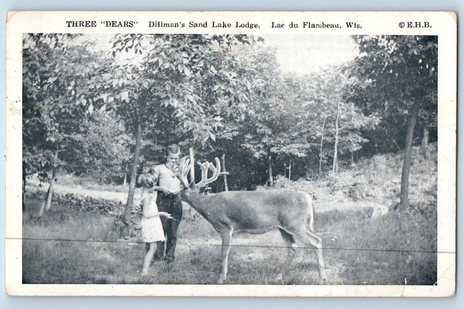 c1950's Three Deers Dillman's Sand Lake Lodge Lac Du Flambeau Wisconsin Postcard