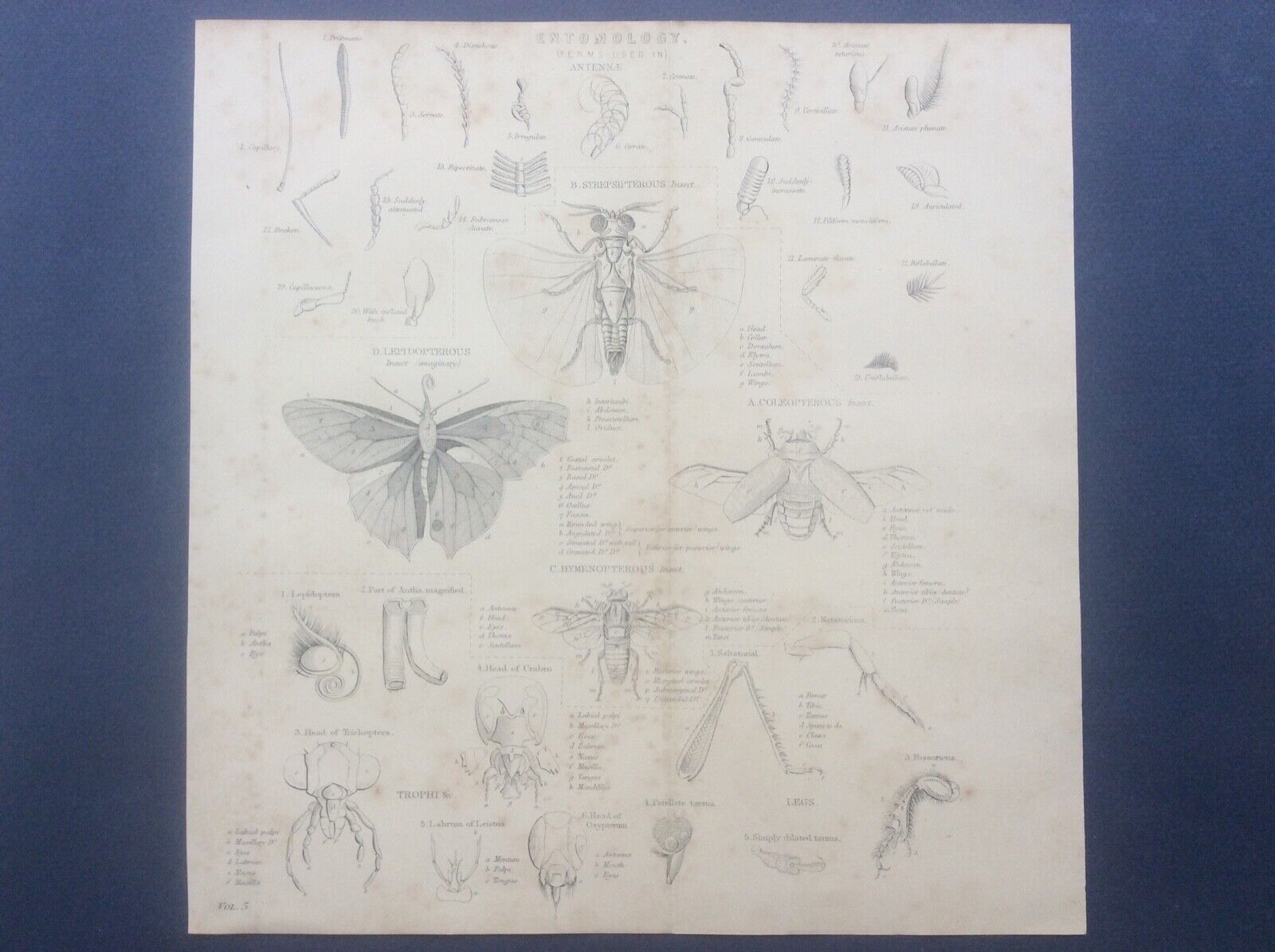 Entomology Insects Antennae c19th c1870 Engraving Print Plate