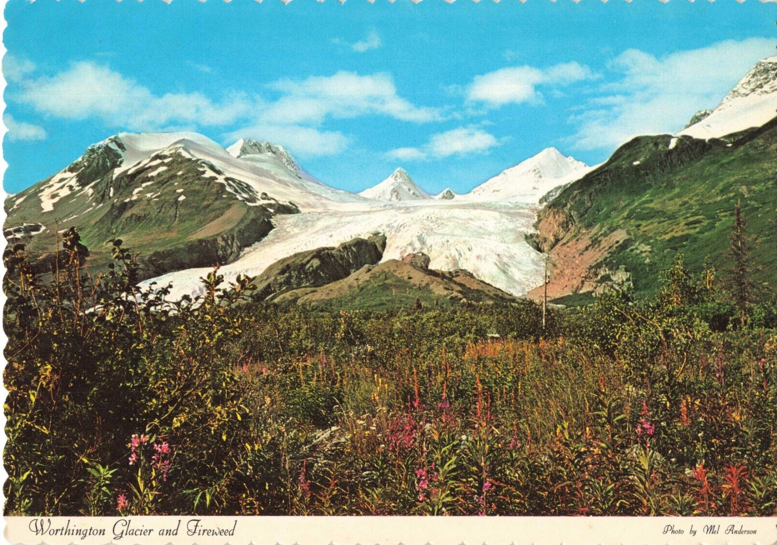 Valdez AK Alaska, Worthington Glacier & Fireweed, Vintage Scalloped Postcard