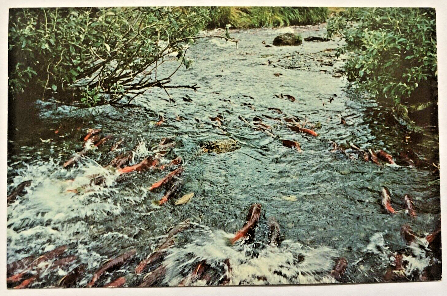 Sockeye Salmon Spawn Kodiak Island Alaska AK Fish Stream Vintage Nature Postcard
