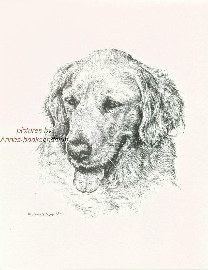 #170 GOLDEN RETRIEVER dog art print * Pen and ink drawing by Jan Jellins