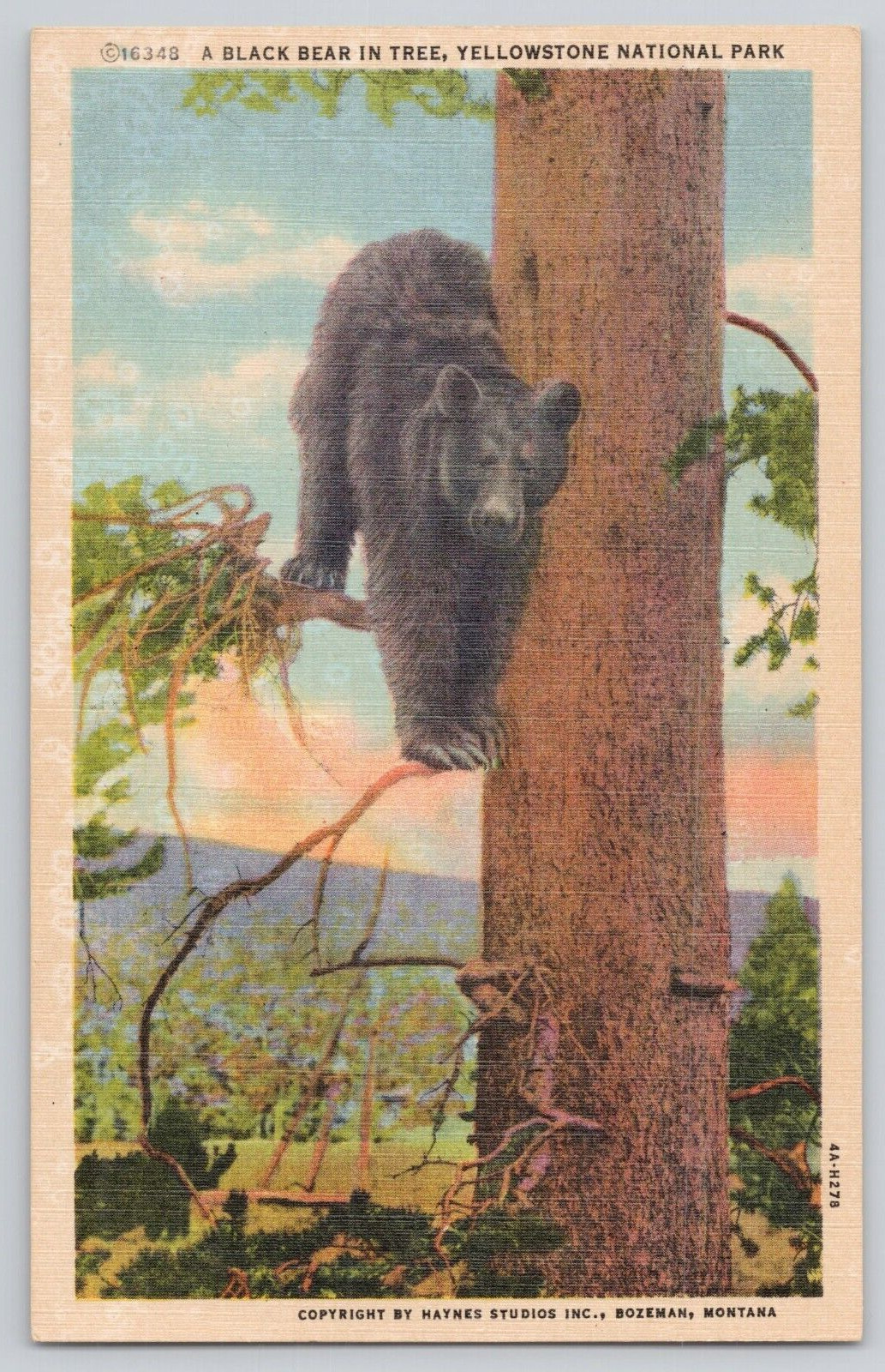 Postcard A Black Bear In Tree, Yellowstone National Park