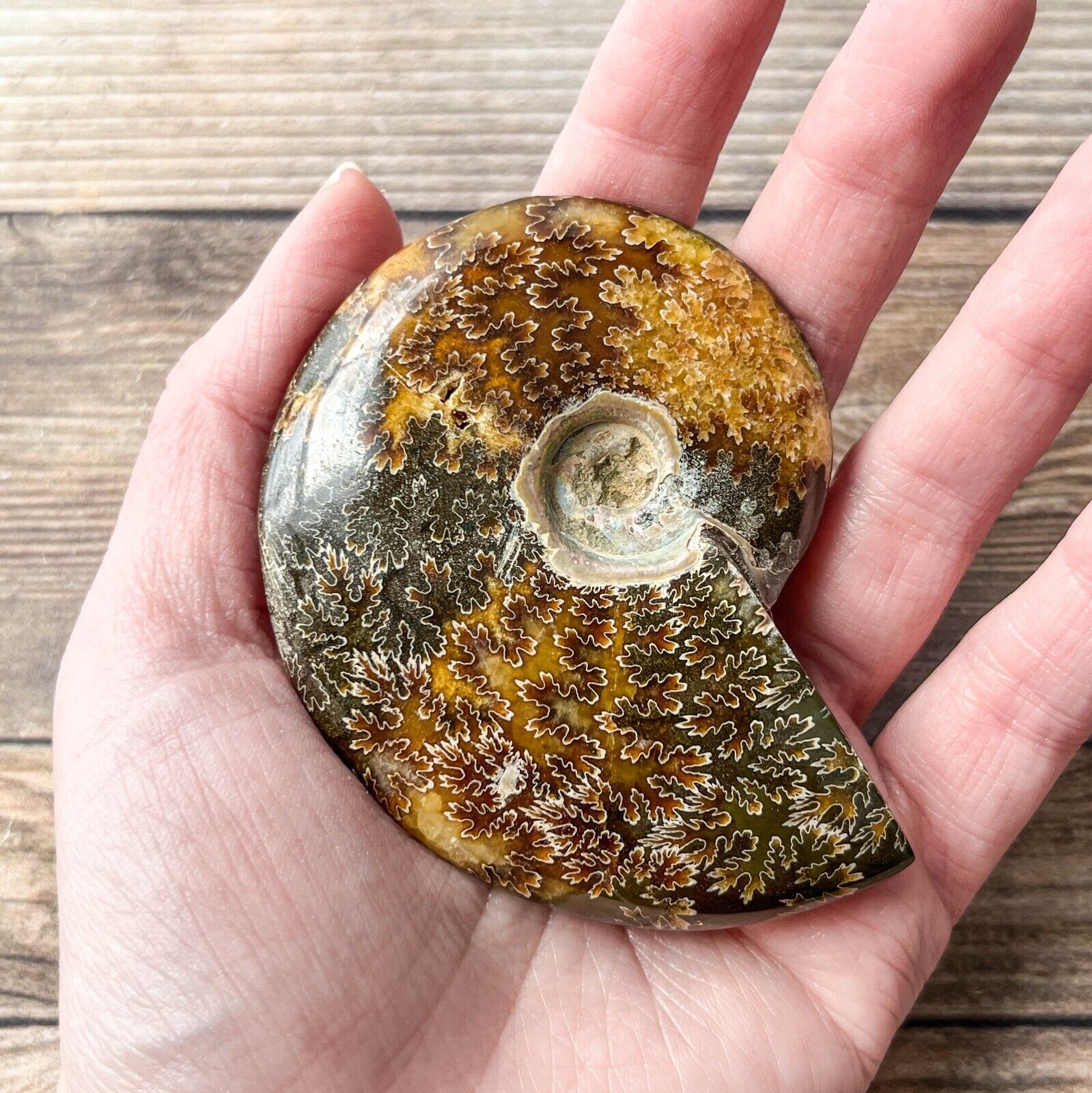 Whole Ammonite Fossil Polished; 118 g Authentic Real