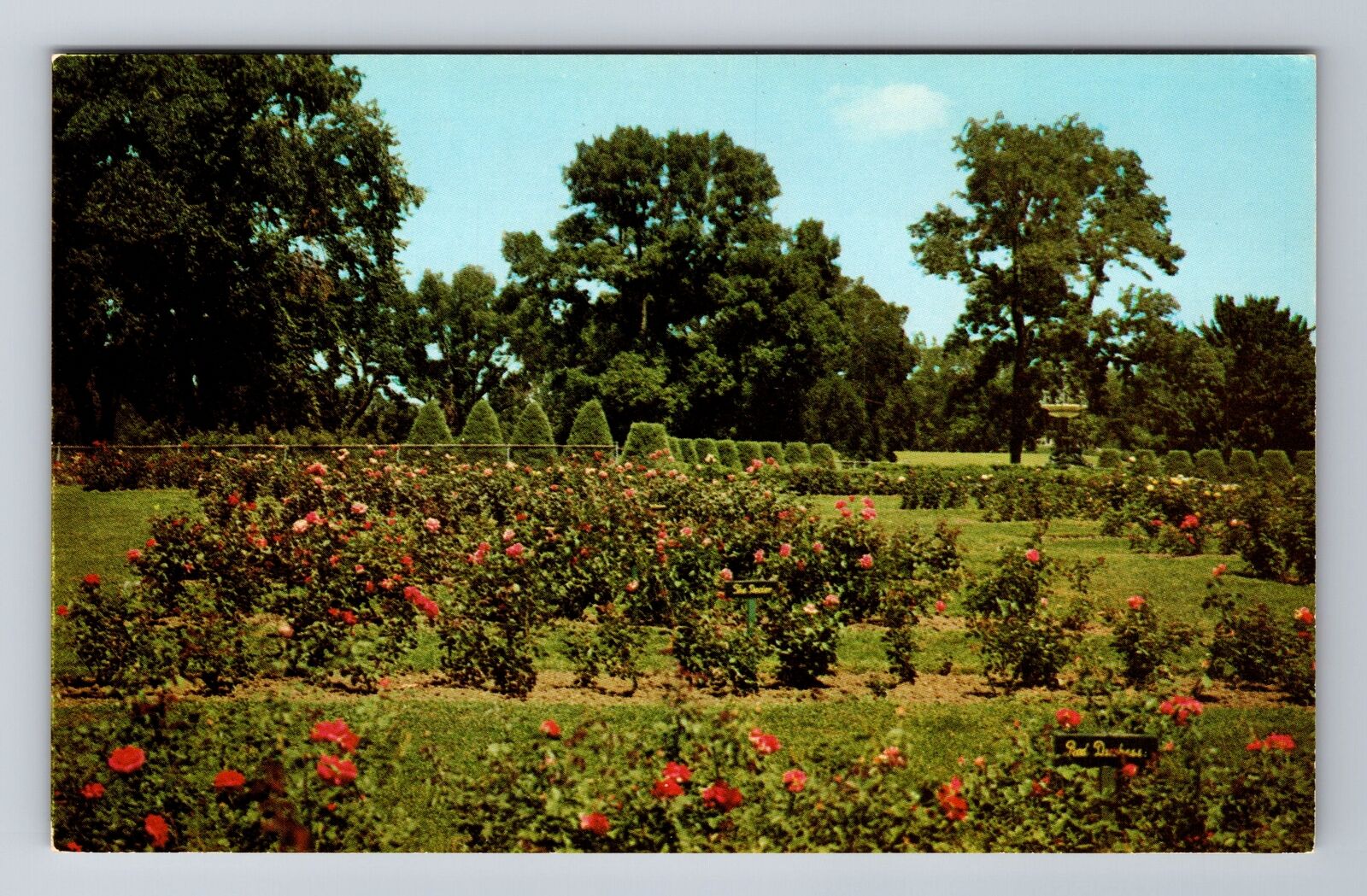Minneapolis MN-Minnesota, Magnificent Rose Garden, Antique, Vintage Postcard