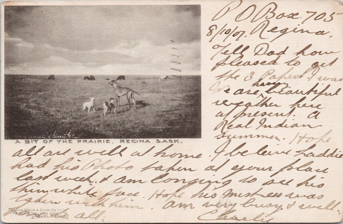 A Bit of The Prairie Regina SK Saskatchewan Three Dogs Cattle c1907 Postcard H59