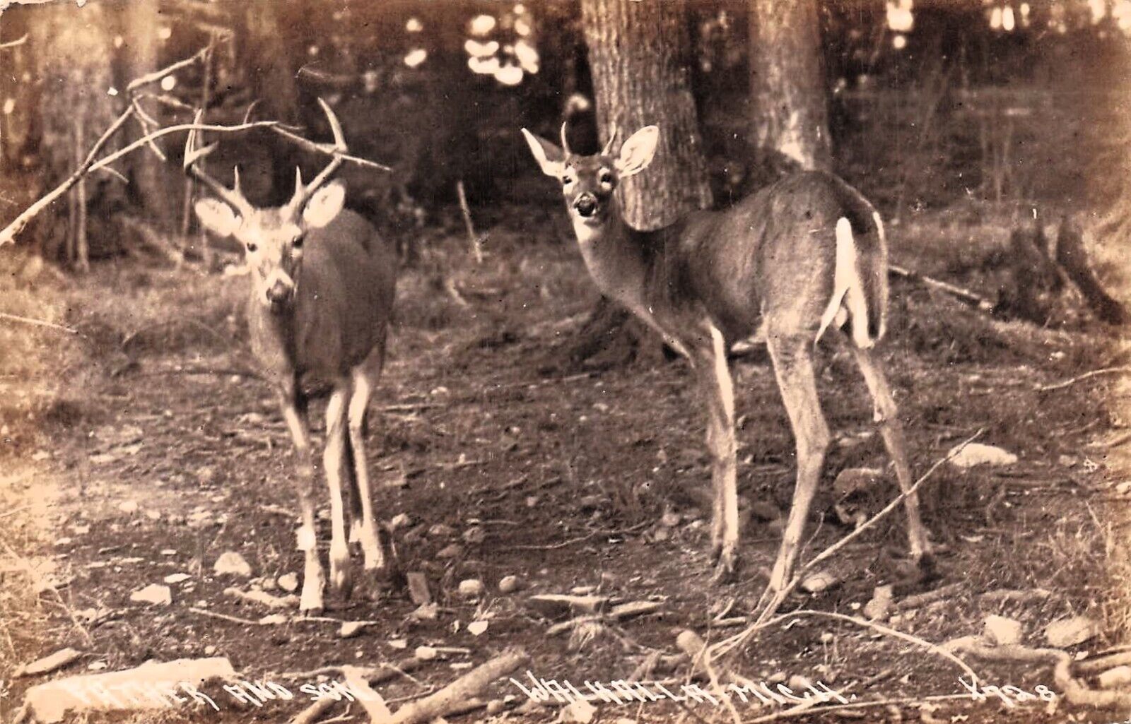 RPPC Walhalla MI Michigan Deer Buck Hunting Log Cabin Lodge Photo Postcard E38