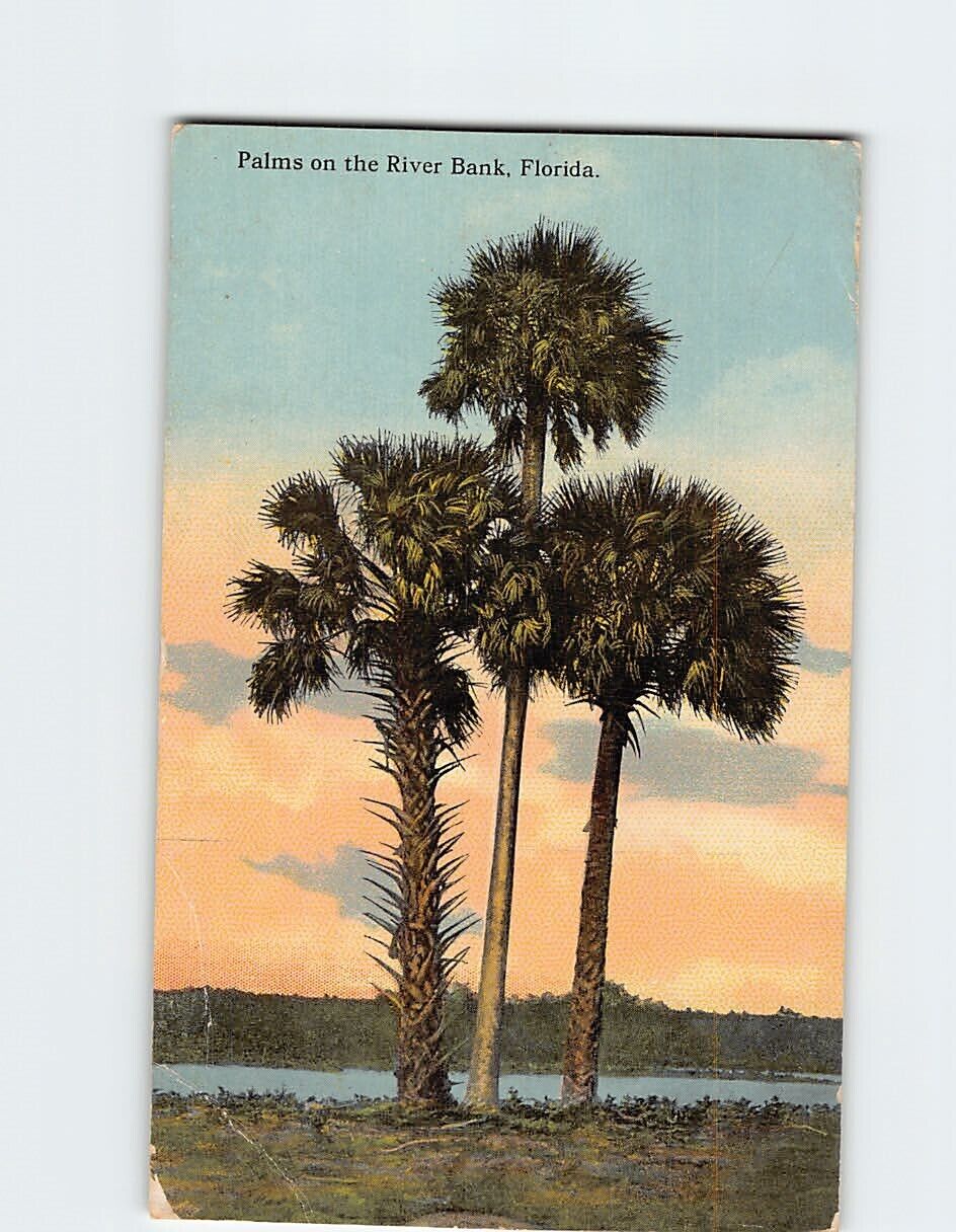 Postcard Palms on the River Bank Florida USA
