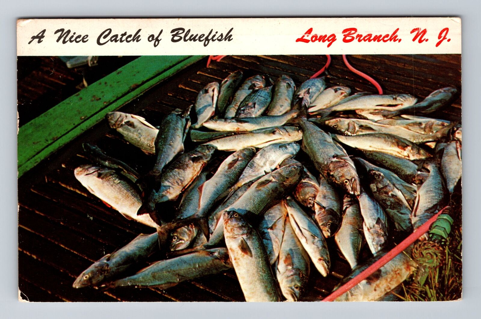 Long Branch NJ-New Jersey, Nice Catch of Bluefish, Antique Vintage Postcard