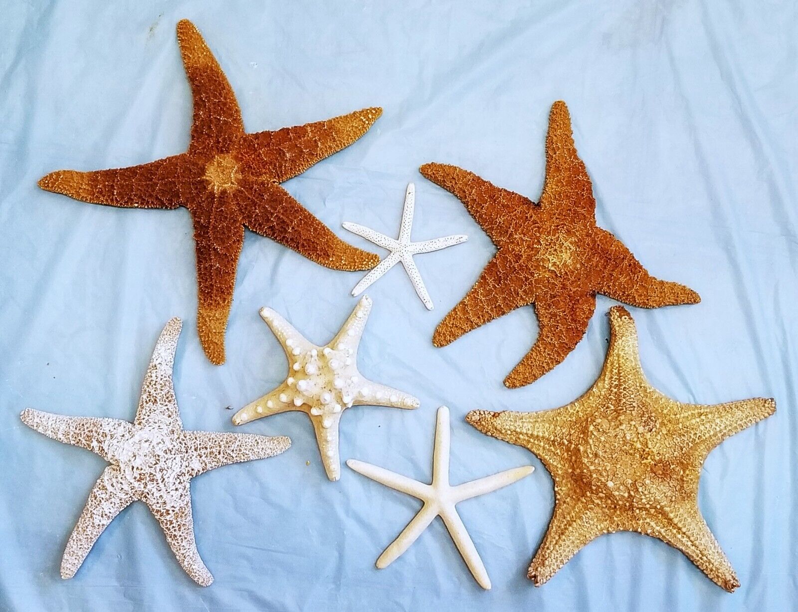 Lot Of Assorted Dried Starfish Taxidermy Real Sea Stars